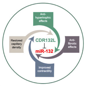 crucial noncoding RNA, microRNA-132
