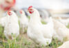 Avian Flu Target in Chickens Disguised by CRISPR
