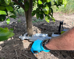 Trecise™ canister being applied to orange tree